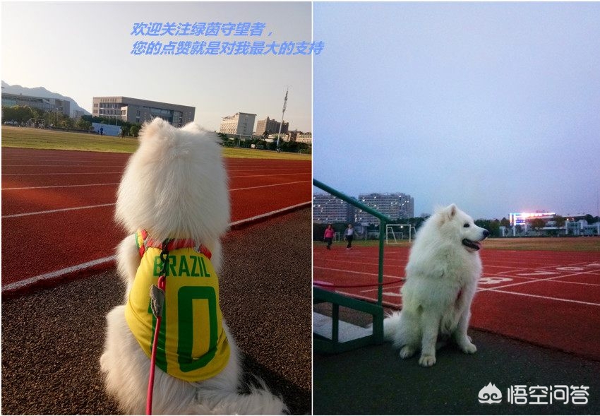 欧洲海外生活视频，欧洲海外生活视频大全