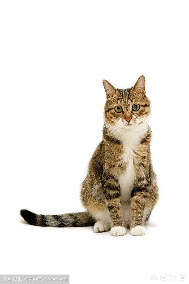 猫快死的七大征兆?:快猫vip 猫快死的七大征兆?:快猫vip