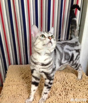 哈尔滨市哪里有猫舍