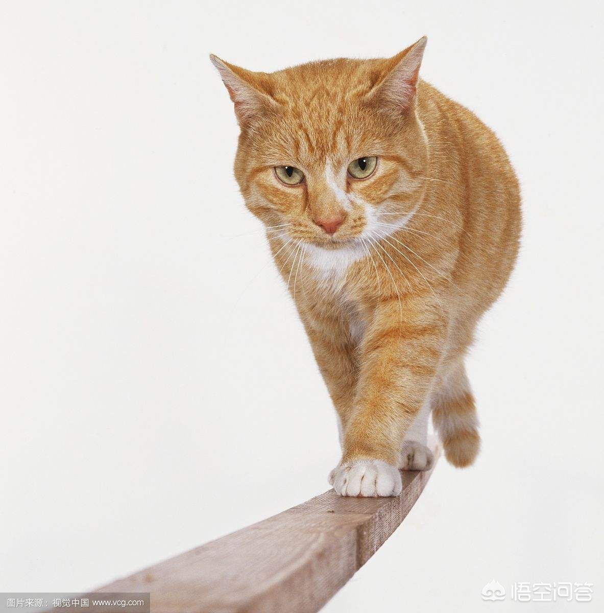 猫快死的七大征兆?:快猫vip 猫快死的七大征兆?:快猫vip