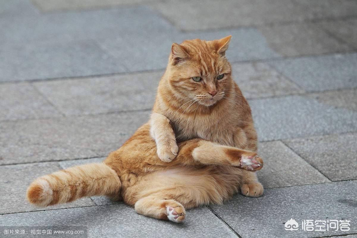 猫快死的七大征兆?:快猫vip 猫快死的七大征兆?:快猫vip