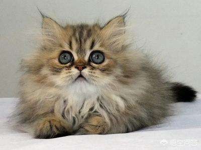 猫快死的七大征兆？：快猫vip