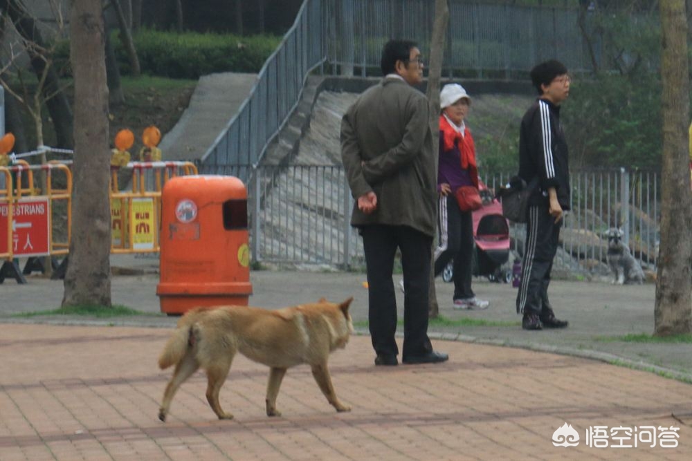 [一女童被大型犬咬伤]上海男子遛大型犬未戴嘴套咬伤日籍女士，被罚200元, 你怎么看？