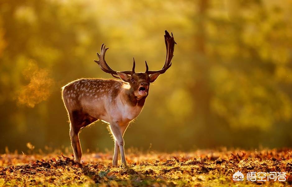 尼康d500（尼康d500深度评测？）