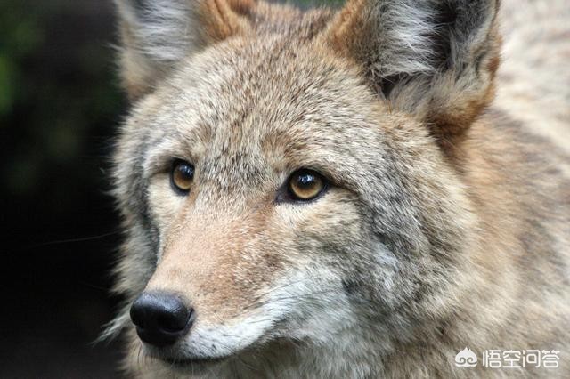 [微信背景壁纸]realme手机怎么设置微信动态壁纸？