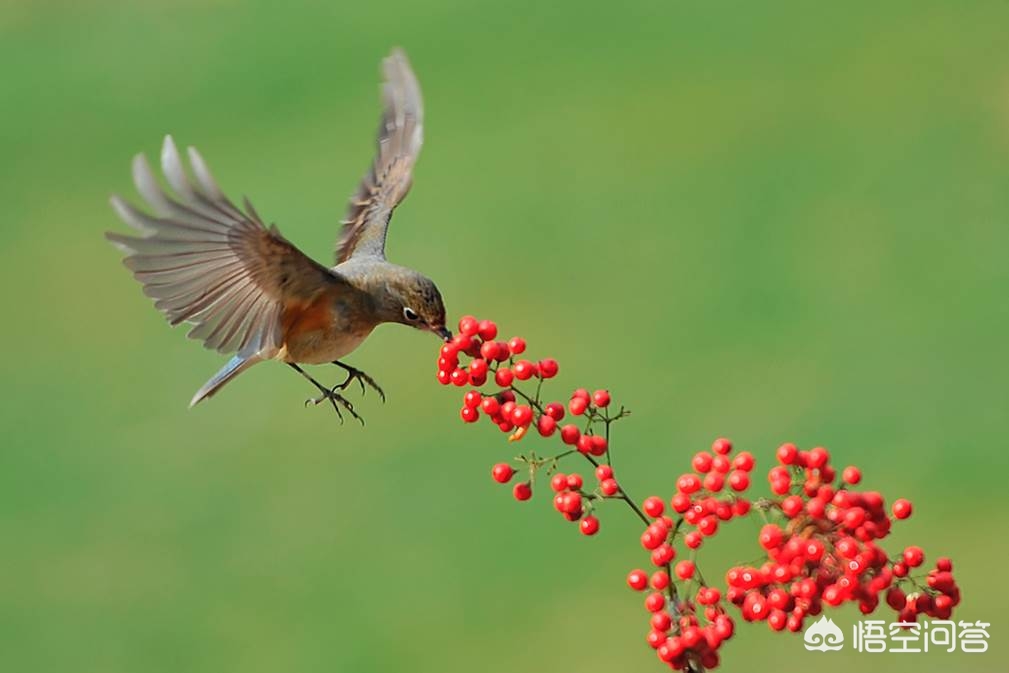 尼康d500（尼康d500深度评测？）
