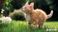 因猫与男友争吵被害（猫会吵架吗？）