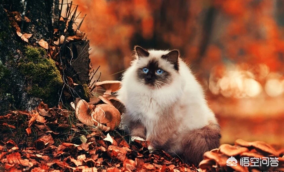 我的世界动画猫的一生百科 （我的世界动画猫的一生百科视频）