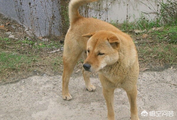 在海外生活可以养什么宠物，在海外生活可以养什么宠物呢