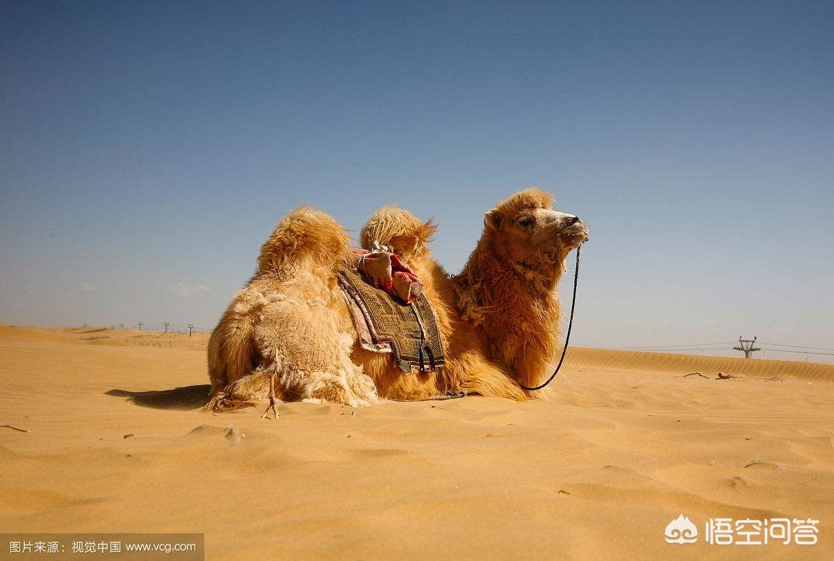 兰州市哪里骑骆驼最多啊