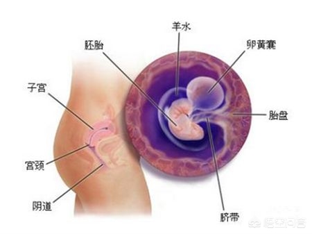 怀孕后还吃了打虫药（母犬怀孕期间是否能喂驱虫药？）
