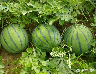 打叉打叉符号 打叉打叉符号