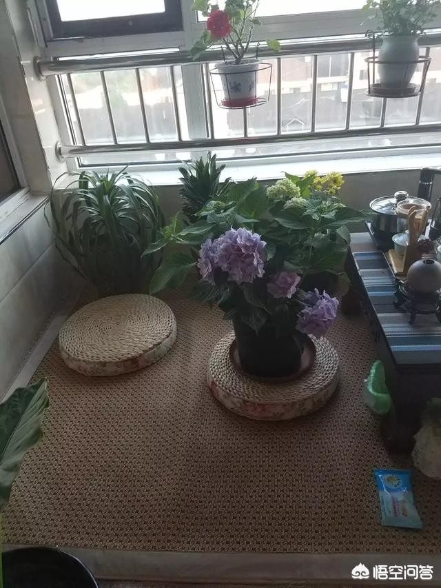 地栽绣球小苗如何养护？