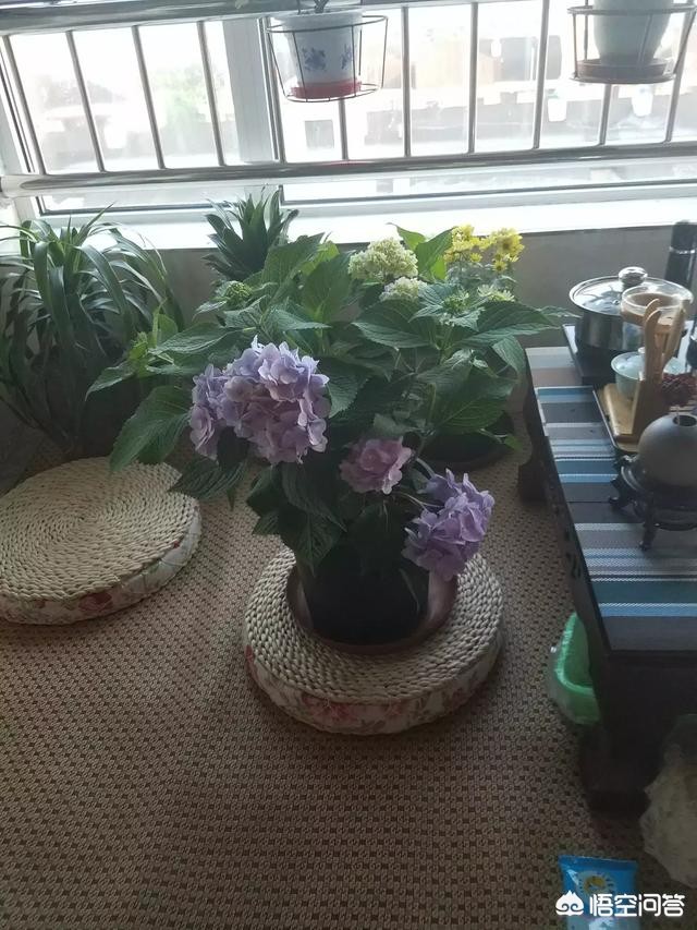 地栽绣球小苗如何养护？