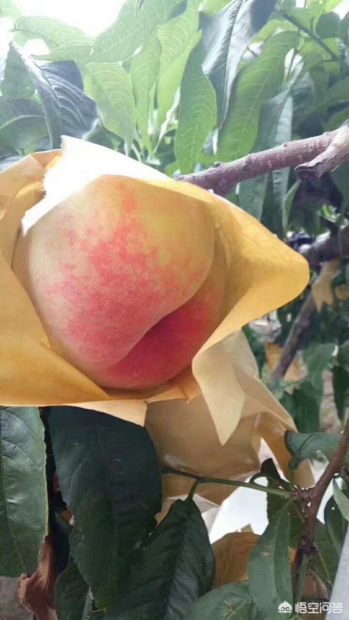 合肥市哪个地方有桃子