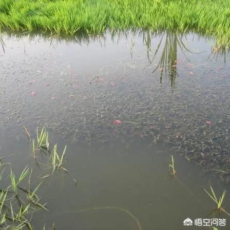 仓山区哪里能钓小龙虾？