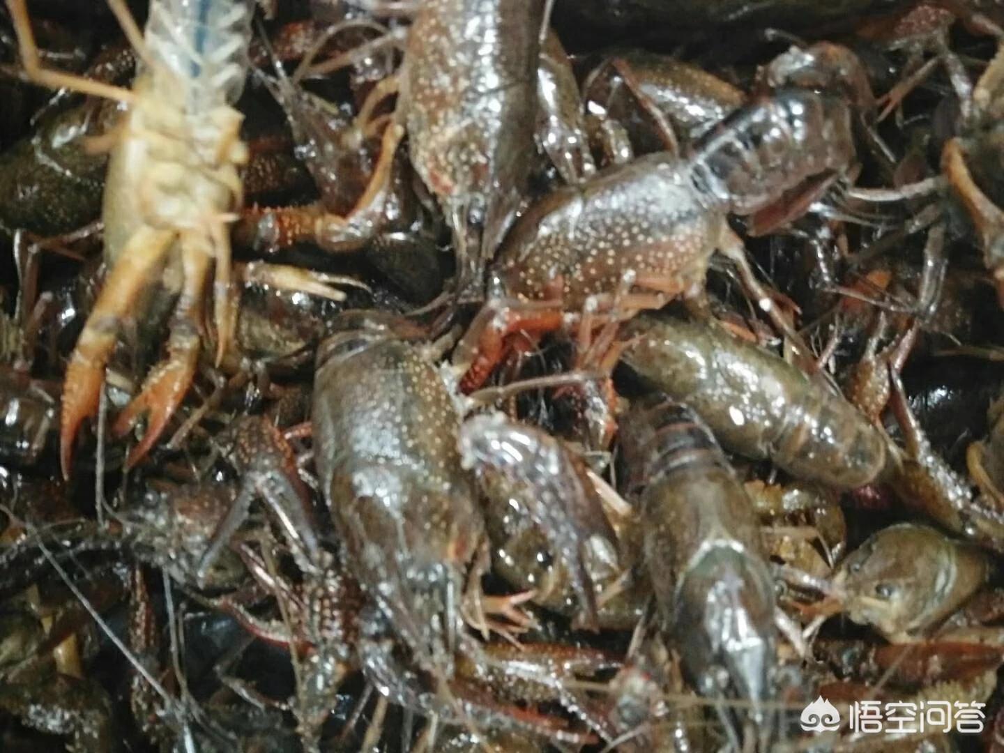 仓山区哪里能钓小龙虾？