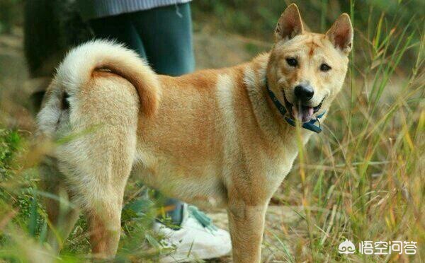 中华田园犬在海外生活情况，中华田园犬在海外生活情况如何