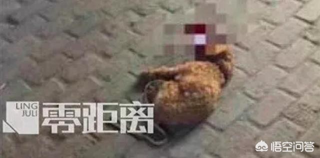 儿子被家中狗咬身亡