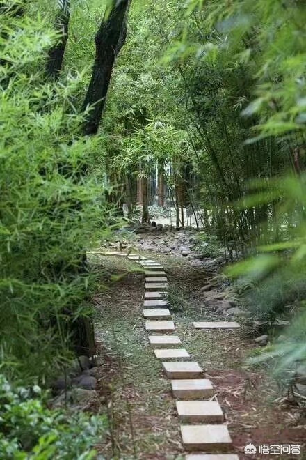 餐厅拒供一次性筷子（饭店里的一次性筷子可以给仓鼠磨牙吗？）