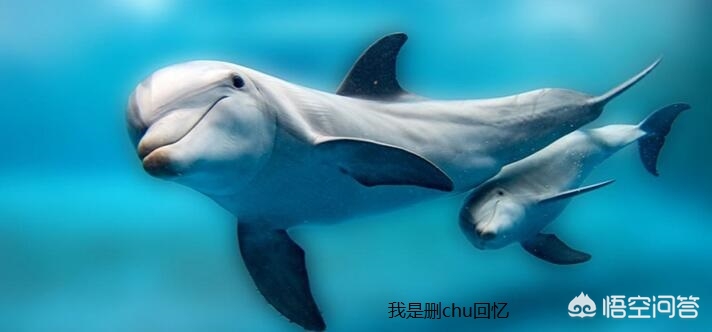 我的QQ文件Tencent为什么不能删除？：qq无法卸载