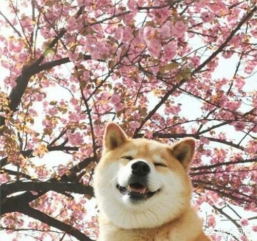 中华田园犬在海外生活情况，中华田园犬在海外生活情况如何