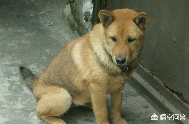 中华田园犬在海外生活情况，中华田园犬在海外生活情况如何