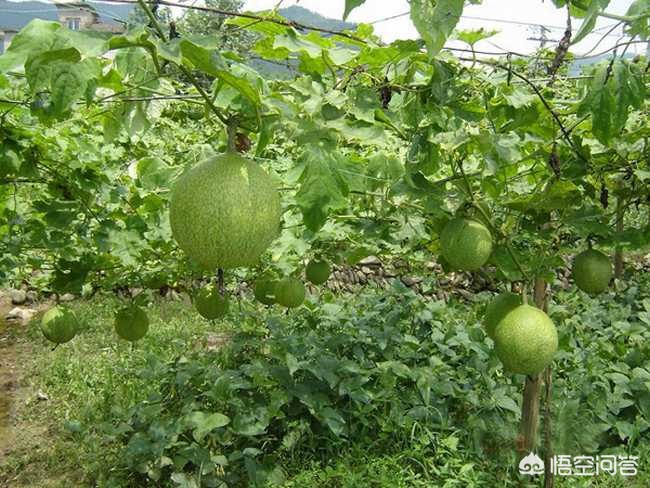 瓜蒌功效与作用？