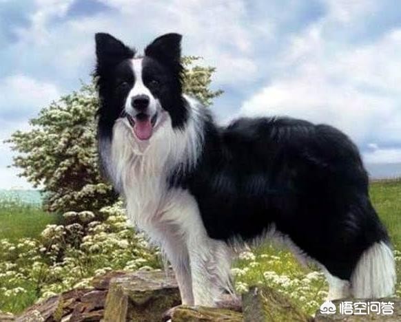 被狗绊倒刺死老太