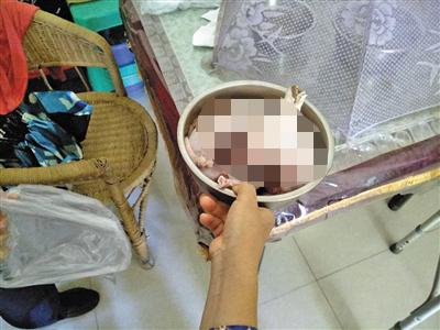 宠物兔丢失主人报警，找到时被剥皮洗净待下锅，宠物丢失被杀害谁应该负主要责任？-图1