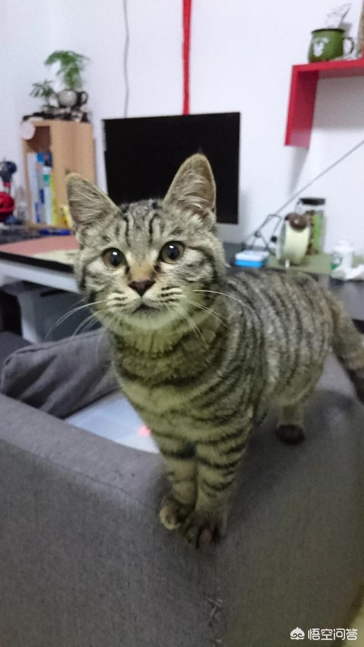 海外生活的猫视频播放下载，海外生活的猫视频播放下载安装
