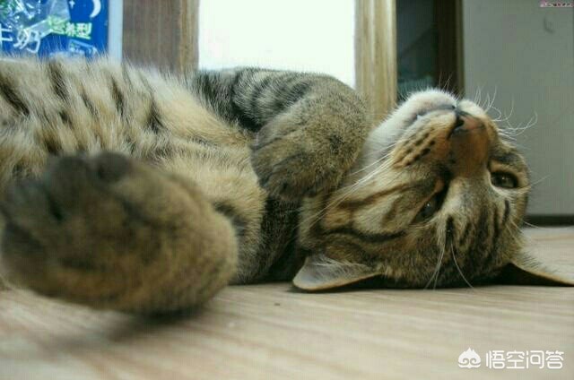 海外生活的猫视频播放下载，海外生活的猫视频播放下载安装