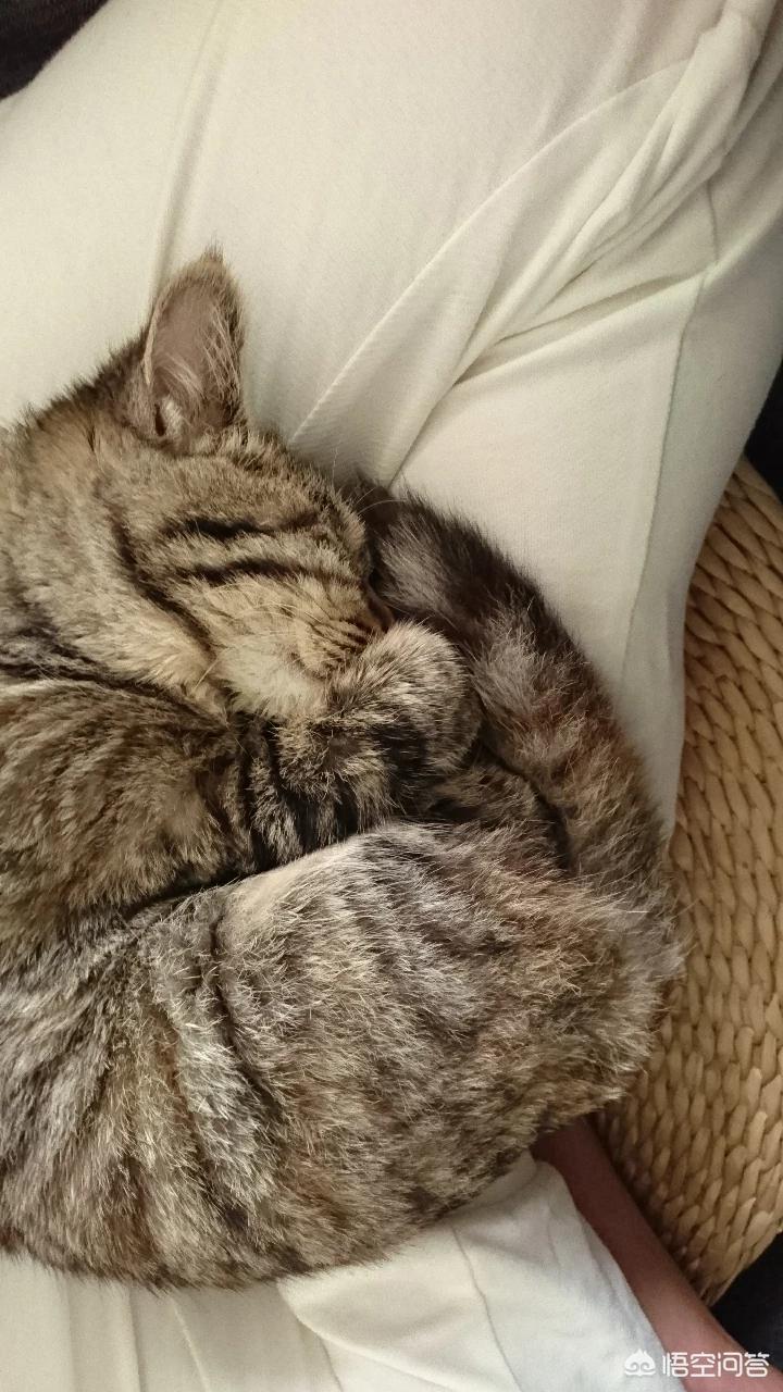 海外生活的猫视频播放下载，海外生活的猫视频播放下载安装