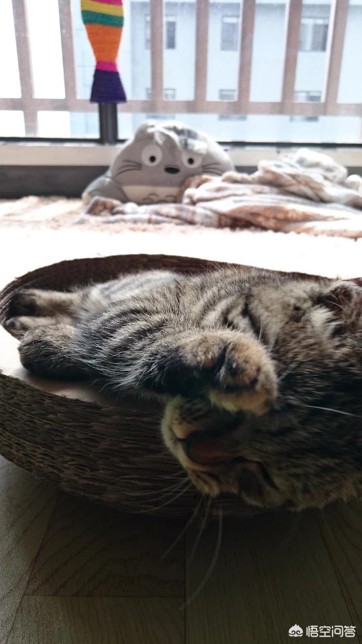 海外生活的猫视频播放下载，海外生活的猫视频播放下载安装