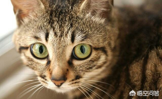 海外生活的猫视频播放下载，海外生活的猫视频播放下载安装