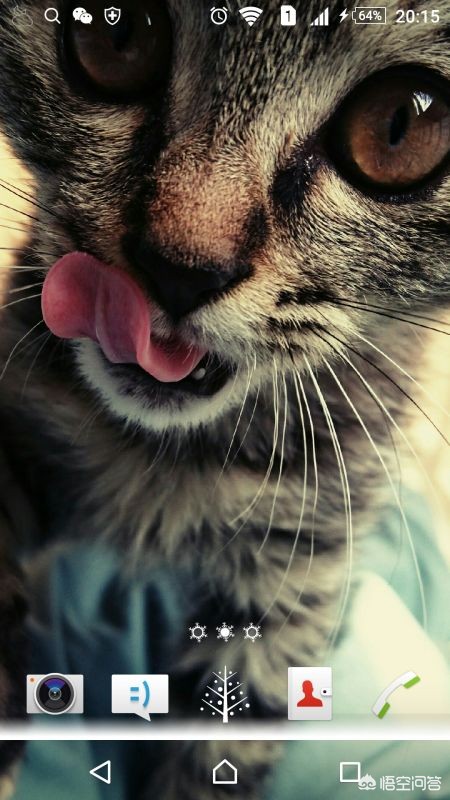 海外生活的猫视频播放下载，海外生活的猫视频播放下载安装