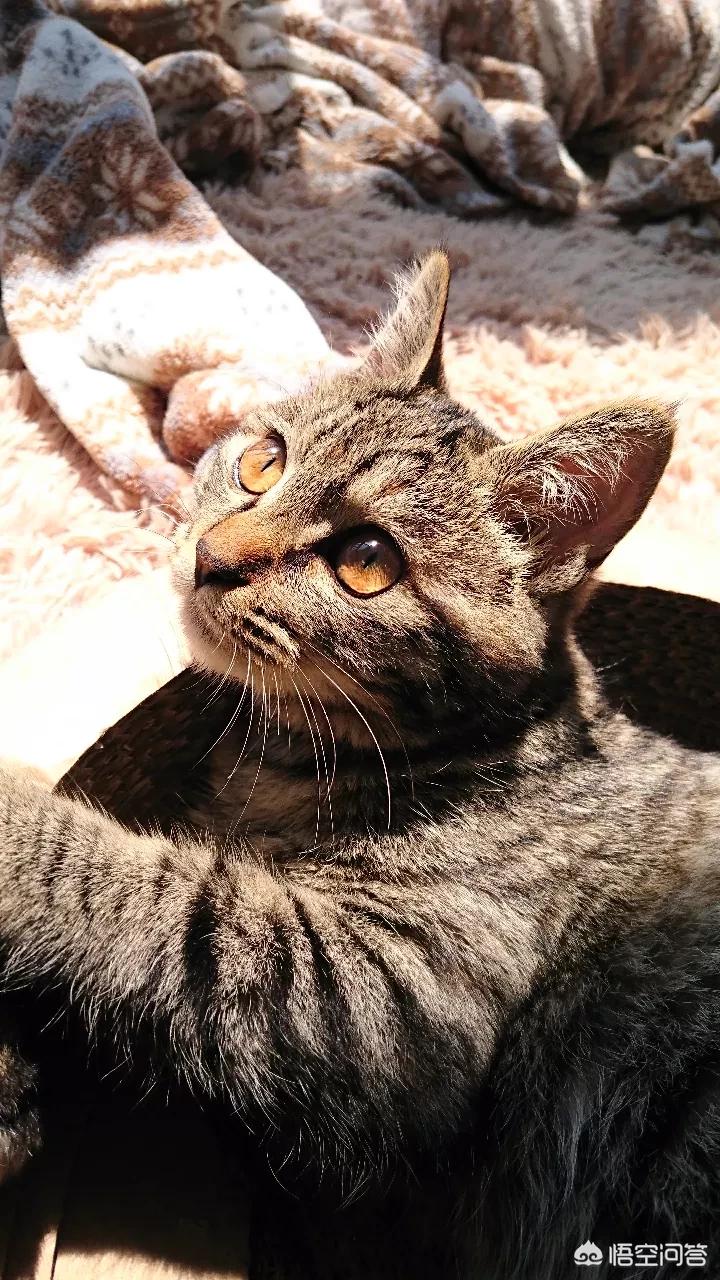 海外生活的猫视频播放下载，海外生活的猫视频播放下载安装