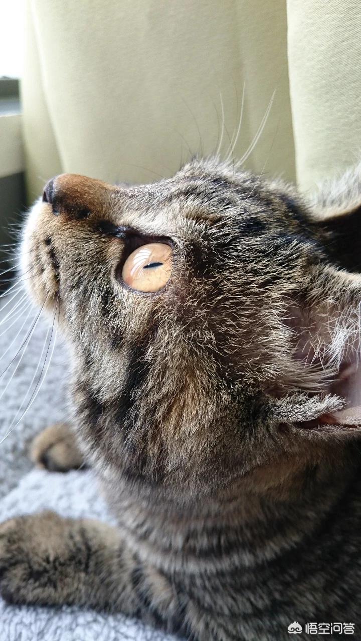海外生活的猫视频播放下载，海外生活的猫视频播放下载安装