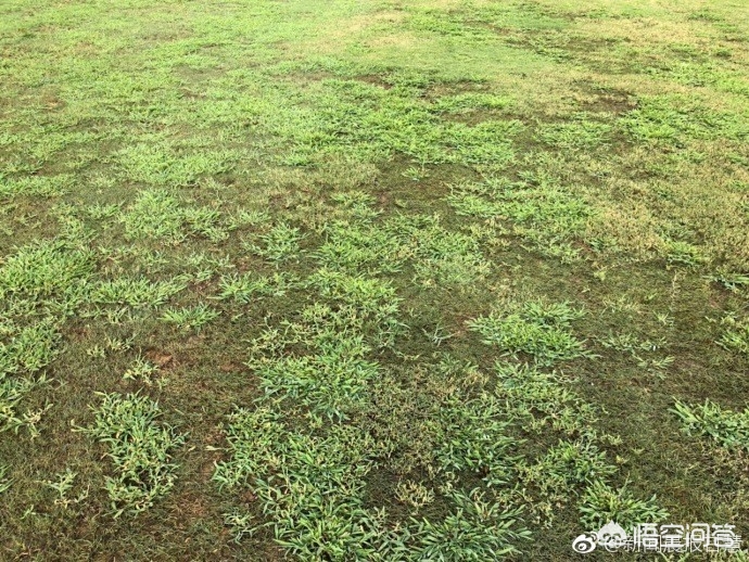 如何看待有人说河南建业主场草坪如菜地？