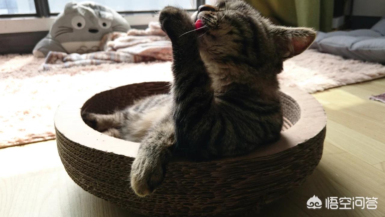 海外生活的猫视频播放下载，海外生活的猫视频播放下载安装