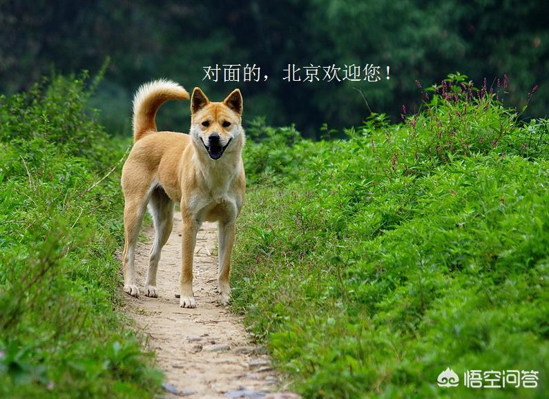 中华田园犬在海外生活情况，中华田园犬在海外生活情况如何