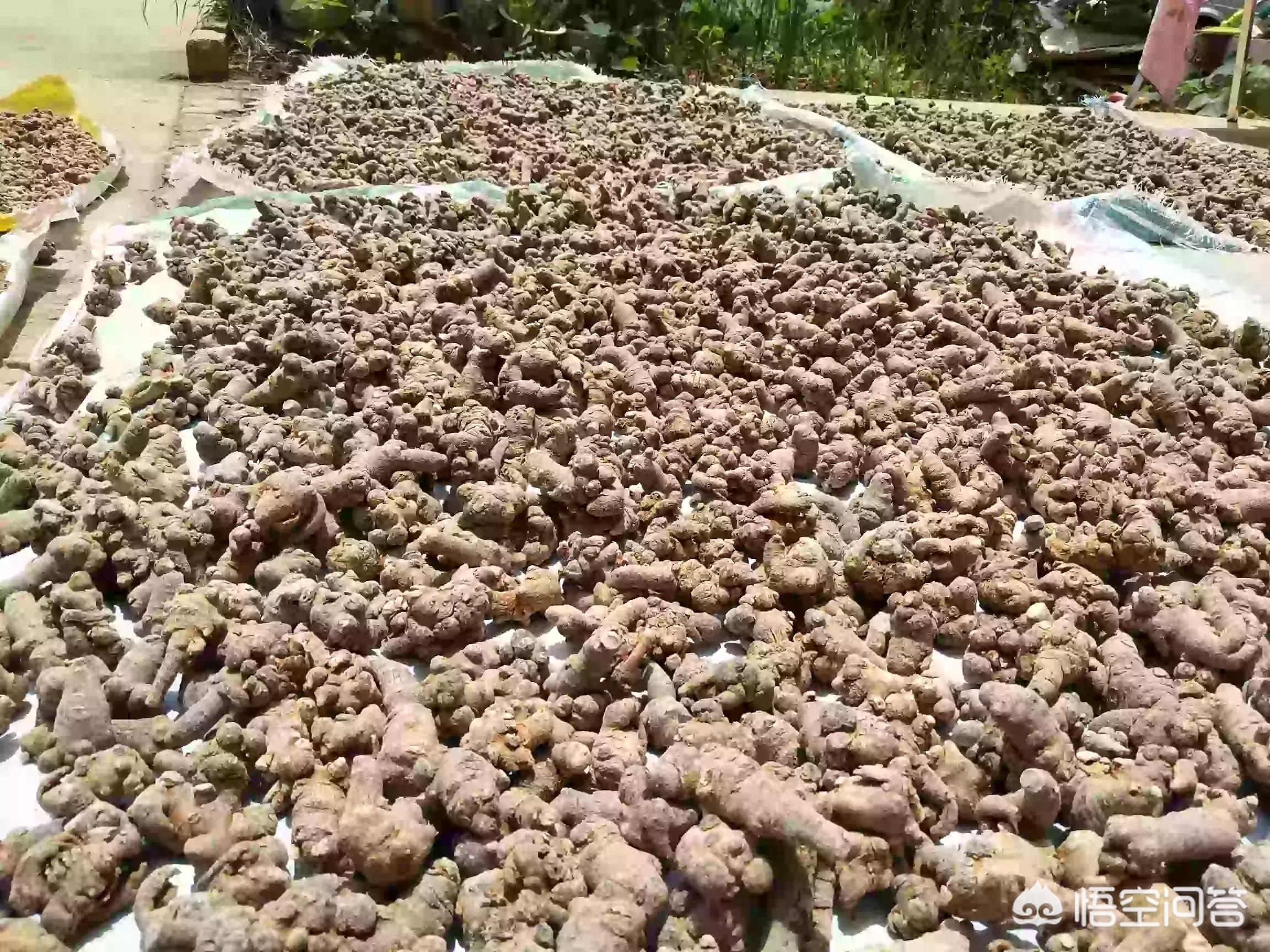 三七的功效与作用？