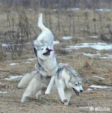 中华田园犬在海外生活情况，中华田园犬在海外生活情况如何