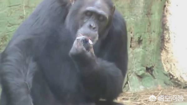 2025新澳门正版新澳免费资本和女拳击手教猩猩抽烟与女拳击手教猩猩抽烟视频