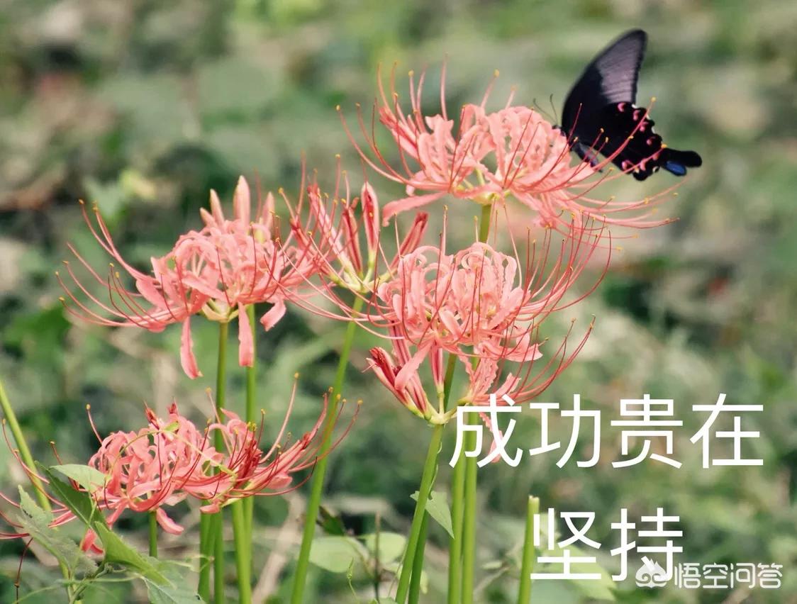 跨专业艺术考研 （跨专业艺术考研的要求）