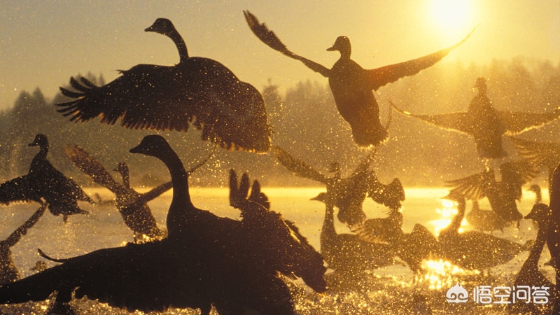 相机af（相机中的AF是什么意思？）