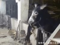 沈阳二手奥迪a8