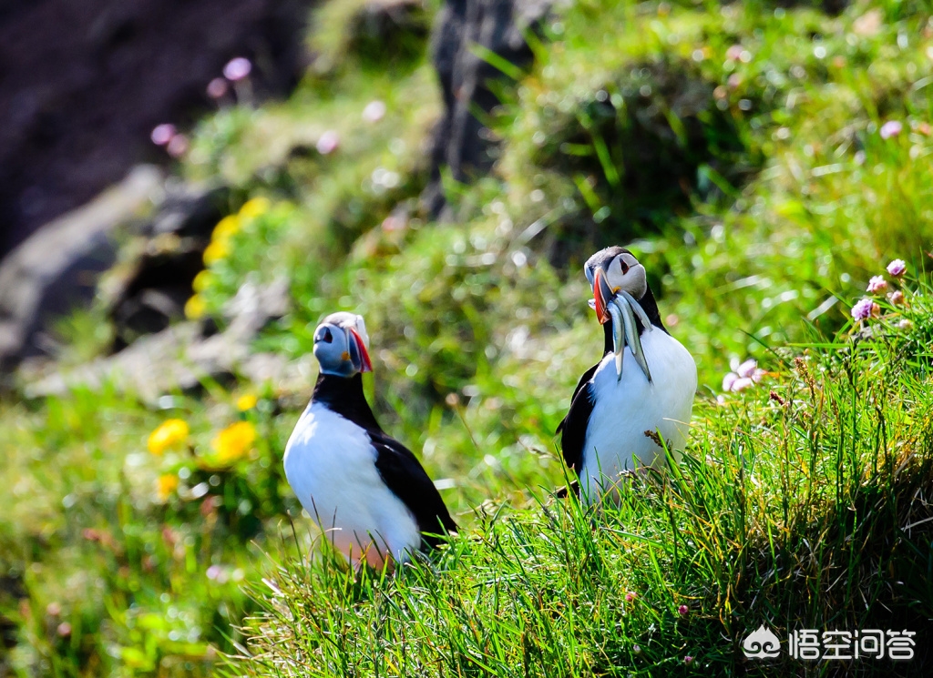 尼康相机怎么样尼康相机怎么样值得买吗 尼康相机怎么样尼康相机怎么样值得买吗