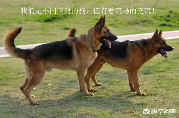 中华田园犬在海外生活情况，中华田园犬在海外生活情况如何