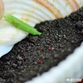 幸运四叶草粤语版，幸运四叶草粤语版百度云
